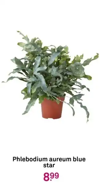 Karwei Phlebodium aureum blue star aanbieding