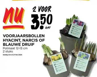 Jumbo VOORJAARSBOLLEN HYACINT, NARCIS OF aanbieding