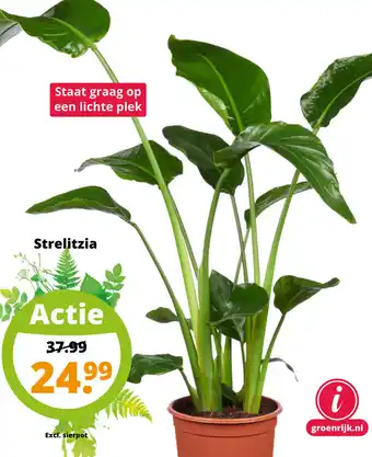 GroenRijk Strelitzia aanbieding