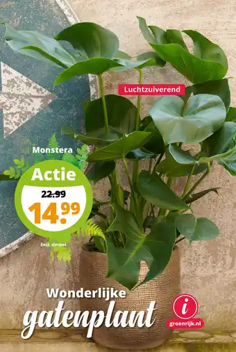 GroenRijk Monstera aanbieding