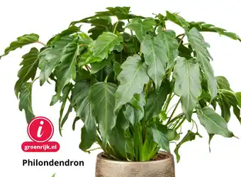 GroenRijk Philondendron aanbieding