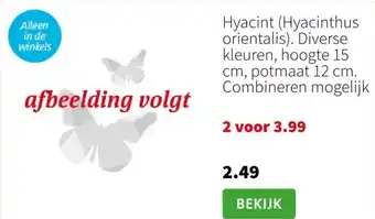 Intratuin Hyacint (Hyacinthus orientalis) aanbieding