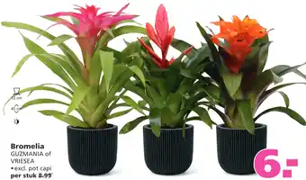 Ranzijn Bromelia GUZMANIA of VRIESEA aanbieding