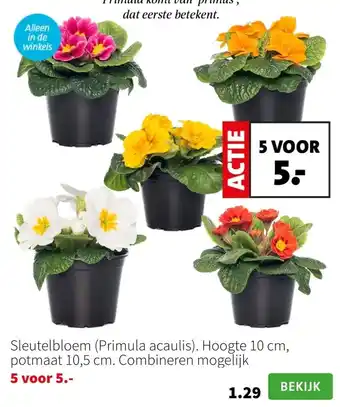 Intratuin Sleutelbloem (Primula acaulis). Hoogte 10 cm, potmaat 10,5 cm. Combineren mogelijk aanbieding