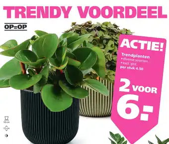 Ranzijn Trendplanten aanbieding