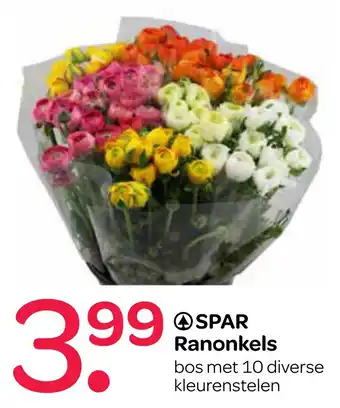 Spar Ranonkels aanbieding