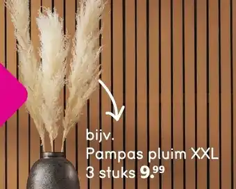 Leen Bakker Pampas pluim XXL 3 st aanbieding