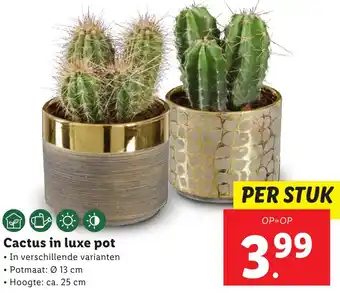 Lidl Cactus in luxe pot aanbieding