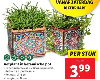 Lidl Vetplant in keramische pot aanbieding