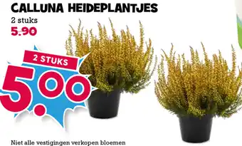 Boon`s Markt Calluna heideplantjes 2st aanbieding