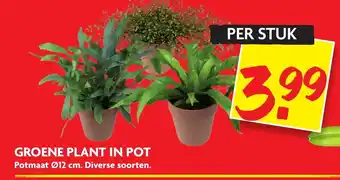 Dekamarkt Groente plant in pot aanbieding