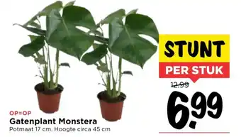 Vomar Voordeelmarkt Gatenplant Monstera aanbieding