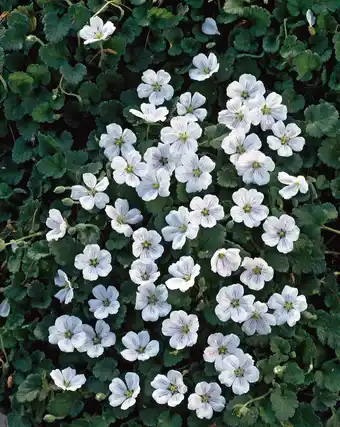 Intratuin Reigersbek (Erodium reichardii 'Album') aanbieding