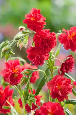 Intratuin Zonneroosje (Helianthemum 'Cerise Queen') aanbieding