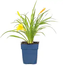 Intratuin Daglelie (Hemerocallis 'Stella De Oro') aanbieding