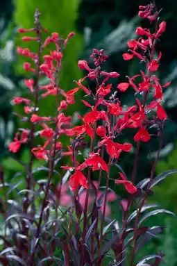 Intratuin Lobelia (Lobelia Fulgida 'Queen Victoria') aanbieding