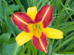 Intratuin Daglelie (Hemerocallis 'Frans Hals') aanbieding