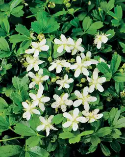 Intratuin Ganzerik (Potentilla Tridentata 'Nuuk') aanbieding