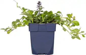 Intratuin Zenegroen (Ajuga reptans) aanbieding