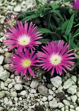 Intratuin Ijsbloem (Delosperma Sutherlandii) aanbieding