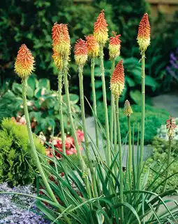 Intratuin Vuurpijl / Fakkellelie (Kniphofia uvaria) aanbieding