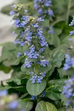 Intratuin Zenegroen (Ajuga reptans 'Catlin's Giant') aanbieding