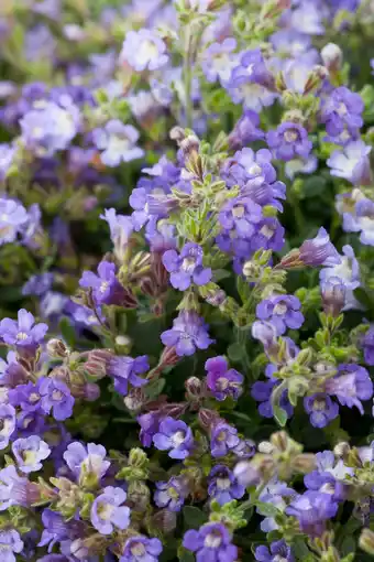 Intratuin Dwergleeuwentand (Chaenorhinum Organifolium 'Blue Dream') aanbieding