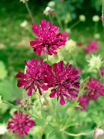 Intratuin Beemdkroon (Knautia Macedonica) aanbieding