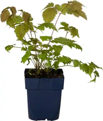 Intratuin Geitenbaard (Aruncus Dioicus) D 11 H 20 cm aanbieding