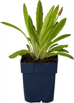 Intratuin Sleutelbloem (Primula vialii) D 11 H 10 cm aanbieding