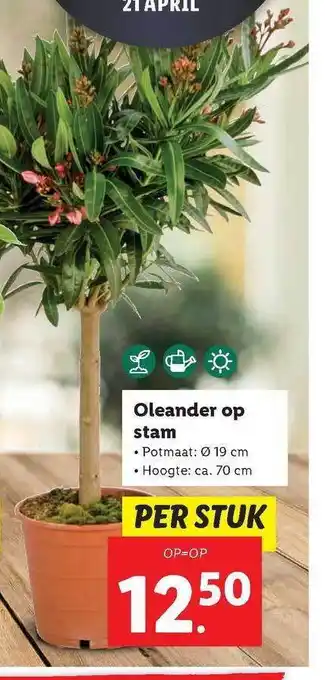 Lidl Oleander Op Stam aanbieding