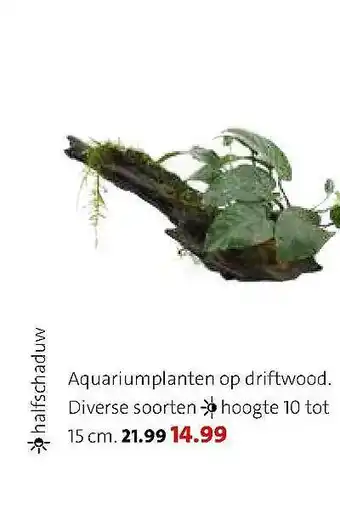 Intratuin Aquariumplanten Op Driftwood aanbieding