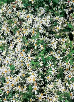 Intratuin Aster (Aster Divaricatus) aanbieding