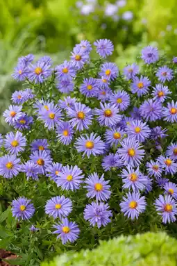 Intratuin Aster (Aster (D) 'Prof. Anton Kippenberg') aanbieding