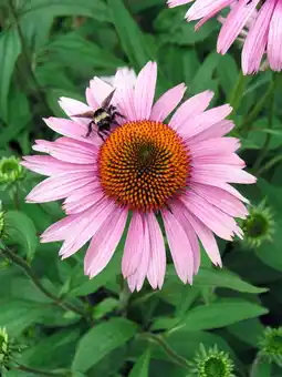 Intratuin Zonnehoed (Echinacea purpurea 'Magnus') aanbieding