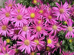 Intratuin Aster (Aster (D) 'Jenny') aanbieding