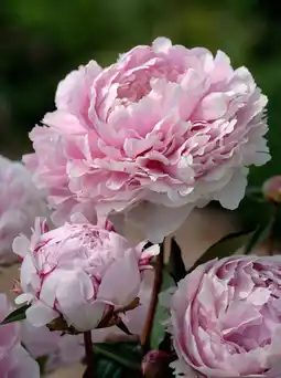 Intratuin Pioenroos (Paeonia (LD) 'Sarah Bernhardt') aanbieding