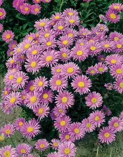 Intratuin Alpenaster (Aster Alpinus Happy End) aanbieding