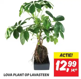 Dekamarkt LOVA PLANT OP LAVASTEEN aanbieding