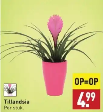 ALDI Tillandsia per stuk aanbieding