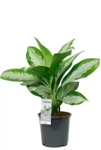 123Planten Aglaonema diamond bay aanbieding