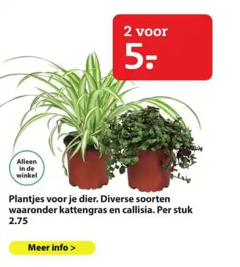 Boerenbond Plantjes voor je dier. Diverse soorten waaronder kattengras en callisia. Per stuk 2.75 aanbieding