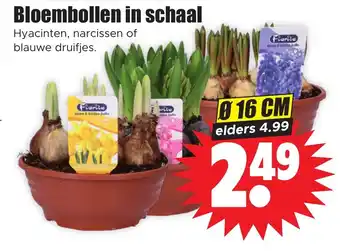 Dirk Bloembollen in schaal 16cm aanbieding