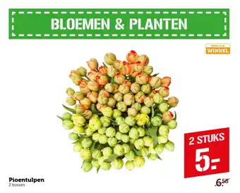 Coop Pioentulpen aanbieding