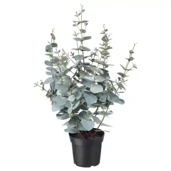 IKEA Fejka Kunstplant, binnen/buiten eucalyptus, 15 cm aanbieding