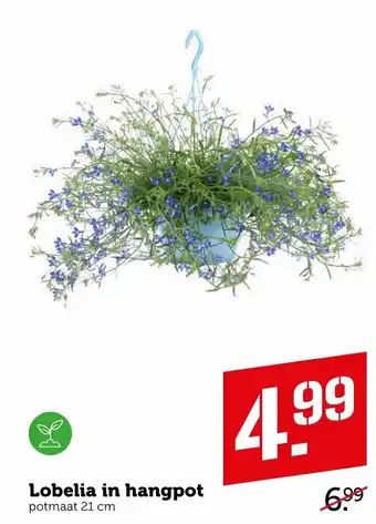 Coop Lobelia in hangpot aanbieding