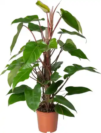 Intratuin Philodendron op duurzame klimstok (Philodendron 'Red Emerald') D 19 H 70 cm aanbieding