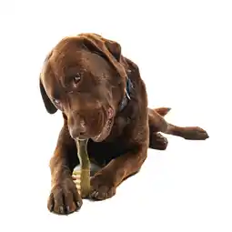 Pets Place Whimzees Tandenborstel - Hondensnacks - Dental 18.8 cm Xlarge aanbieding