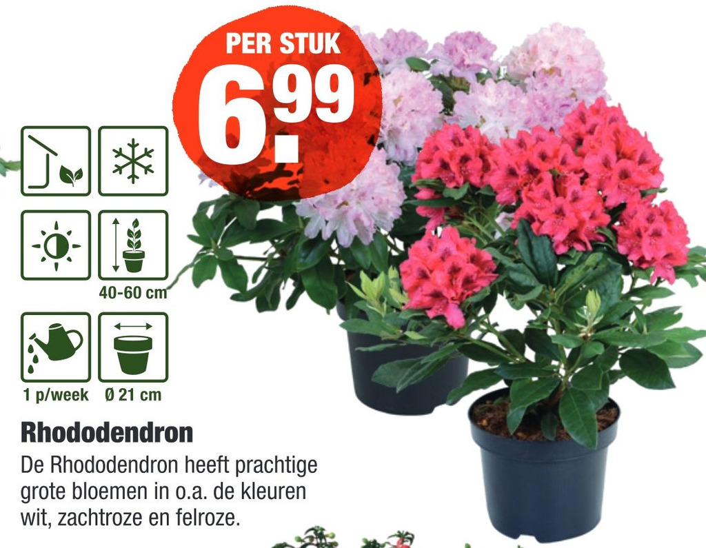 Rhododendron aanbieding bij ALDI