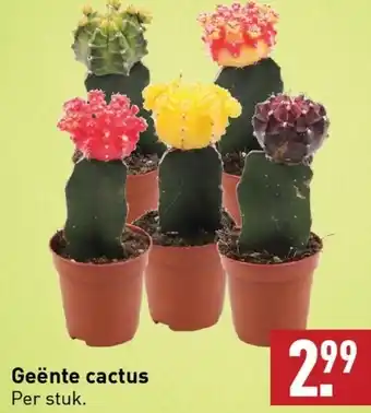 ALDI Geente cactus per stuk aanbieding